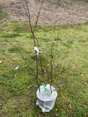 White Crepe Myrtle (3-gallon)