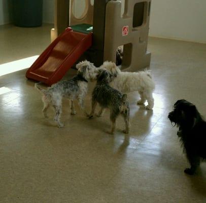 Doggie Daycare