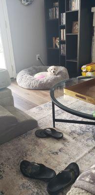 Copy dog bed being enjoyed by my sweet girl Bridget