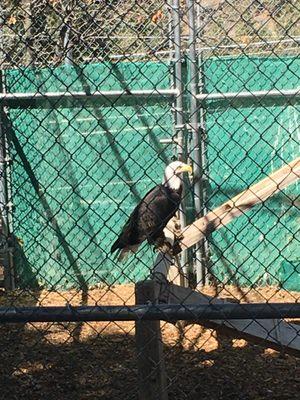 Bald Eagle