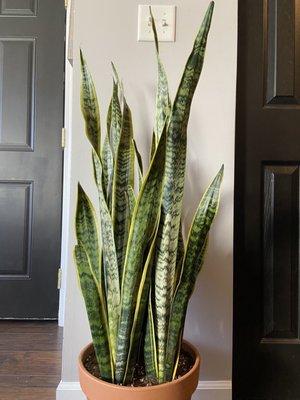 Sansevieria Laurentii