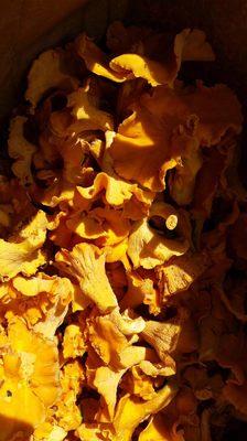 Freshly foraged chanterelles