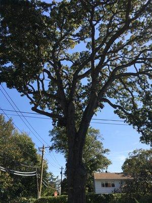 White oak post-trim. 350+ years and still lookin' good, thanks to DANK!