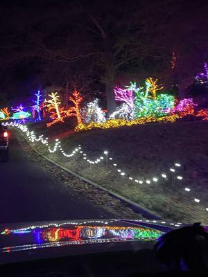 Lighted foliage along the drive