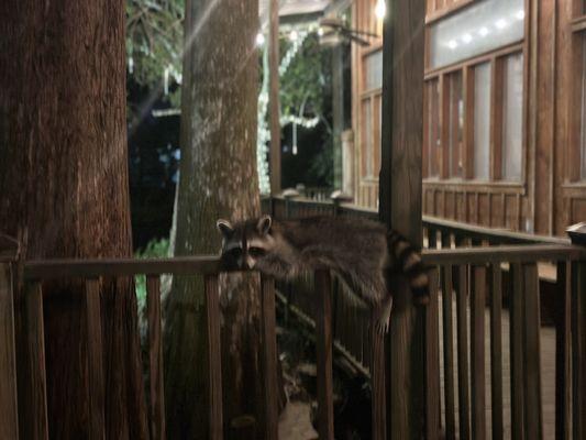 A Raccoon just chilling out, lol.