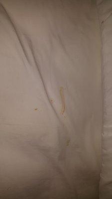 We found feces in the sheets and brown streaks/stains from feces on our hotel sheets