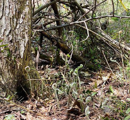 Chattahoochee River National Recreation Area West Palisades