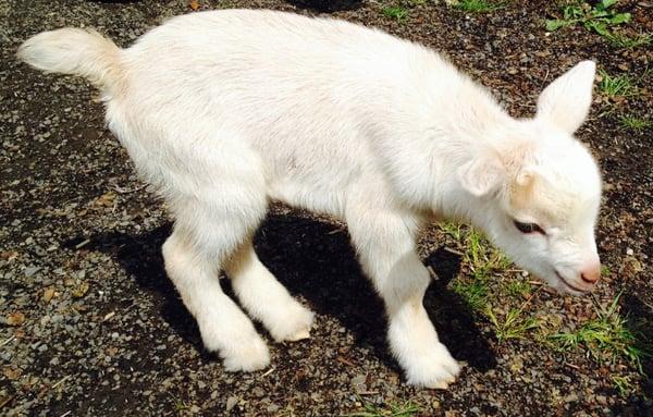 Baby goat at the market! The goats visit often!