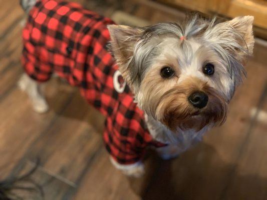 Luna is ready for her visit to Groomingdales!!  They do a great job with our babies (we have 3).