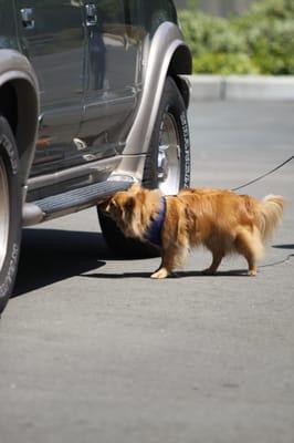 K9 Nose Work Vehicle Search