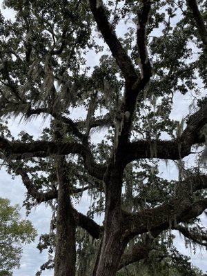 The trees at Kings River Preserve add to the beauty of the homes.