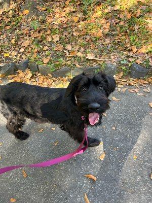 Liyah is having fun with her Autumn Dog Walking Adventures!