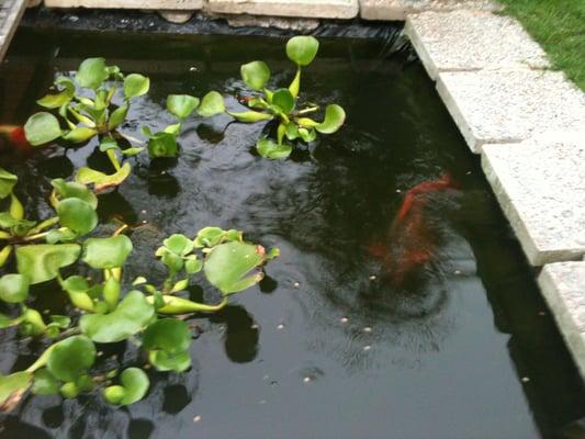 Our Butterfly Koi named Shamu is healthy and happy again.