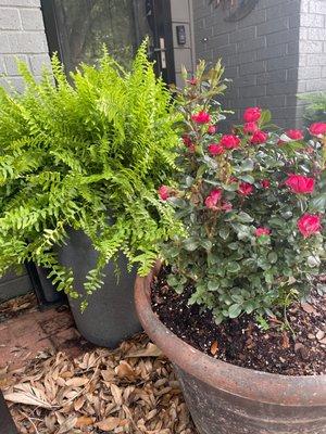 Fern and Rose bush that I purchased from Rico's.