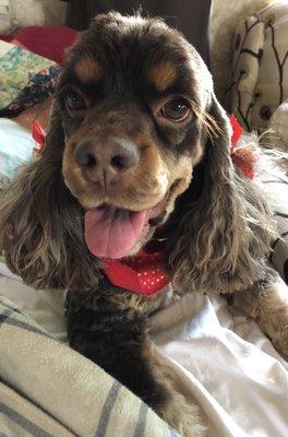 My freshly groomed dog, Snickers, the chocolate cocker spaniel