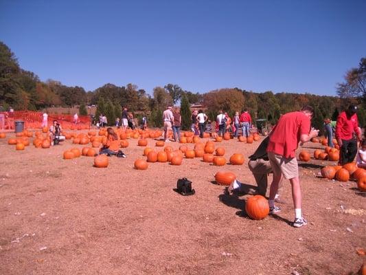 pumpkins