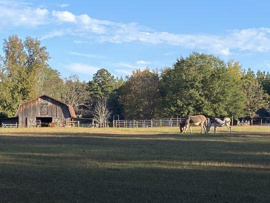 Outside pastures