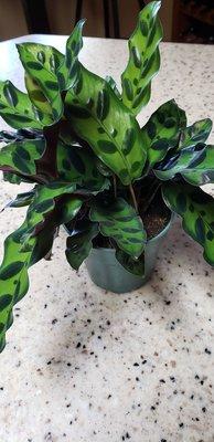 Rattlesnake plant from loam & black