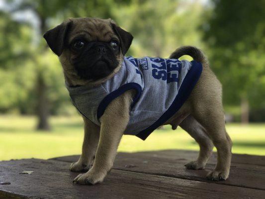 It's true, my shirt from Fetch lost it's sleeves after I flexed... -Winston the Pug