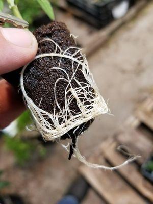 Propagation, cloning, and rooting nutrients.