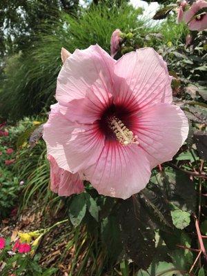 Beautiful, huge flowers ... a pretty place to walk