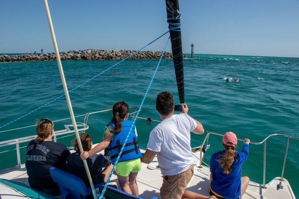 Family looking at dolphins