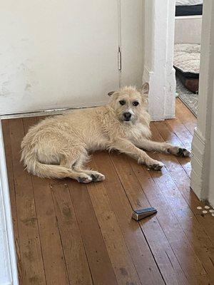 Before - very scruffy but we love his scruffy face!