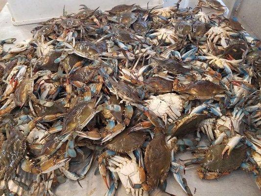 Live Blue Crabs