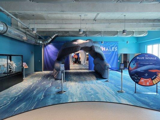 New Whale Exhibit