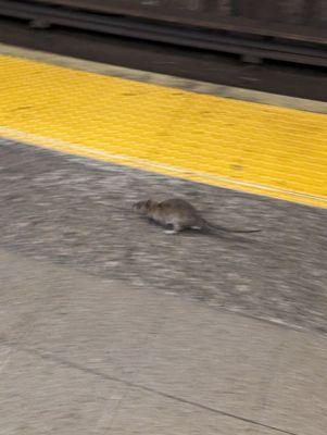 Making friends while waitimg on the train