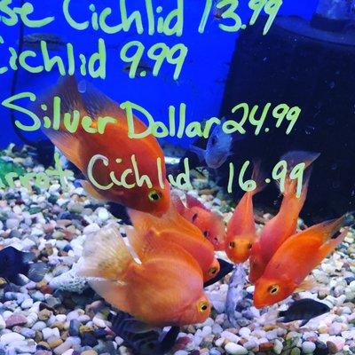 Why cichlids shouldn't be housed with smaller fish.