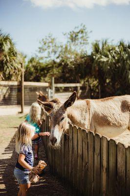 Romelia Farms Wildlife Preserve & Petting Zoo