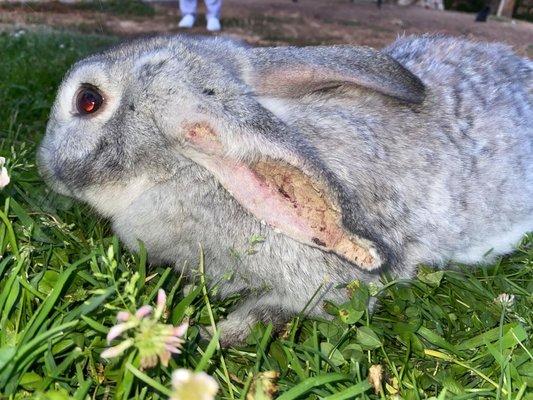 This rabbit that was dumped here has an extremely bad infection of ear mites! :(