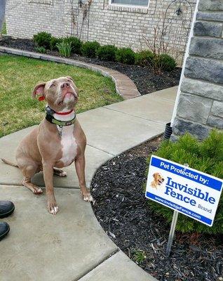 Way to go, Mobley! Happy Graduation Day!  #invisiblefencebrand #invisiblefenceeasternmichigan #freedom #perfectstartplustraining #bounda