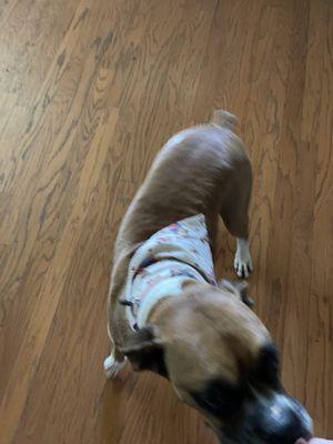 Frankenstein with his cute bandanna, a bath and nail trim.