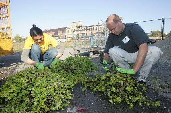 Chicago Cares offers more than 250 group volunteer projects - including environmental opportunities - every month!