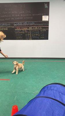 K-9 fun class