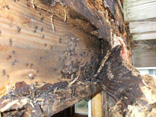 Don't let Termites damage your home! If you see signs of termites, don't hesitate to take care of it!