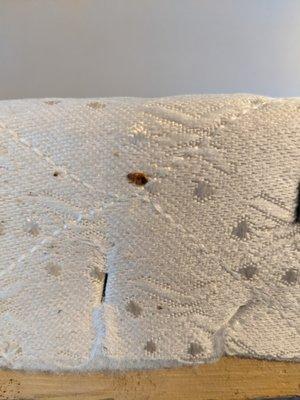 Bed bug? We cover them! Call us today!