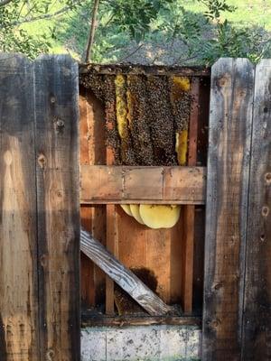 The hive Honeybee Rescue exposed built inside my 6.5 foot tall fence.