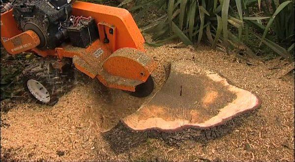 Stump Removal in Coral Springs