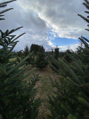 Evergreen Timbers Christmas Tree Farm