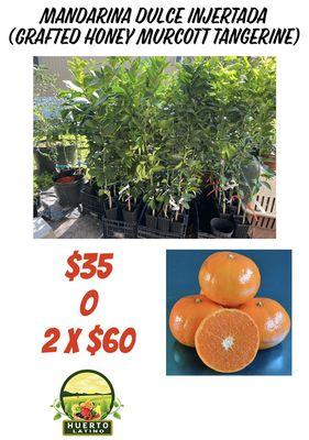 We have a variety of  tangerines trees. 
Tenemos una variedad de árboles de mandarina.