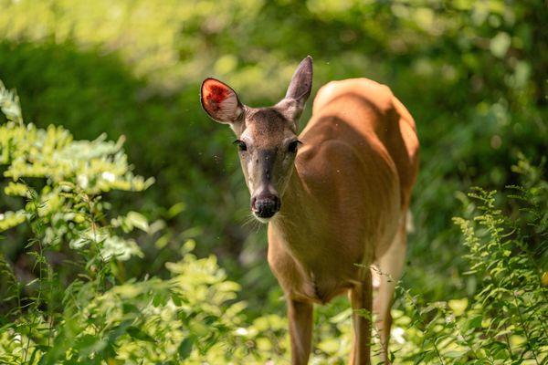 Shenandoah National Park