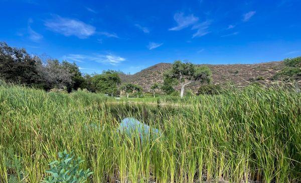 Gotta hit across this pond surrounded by cattail reeds on Hole 12. Zoom in to see golfers on the green.