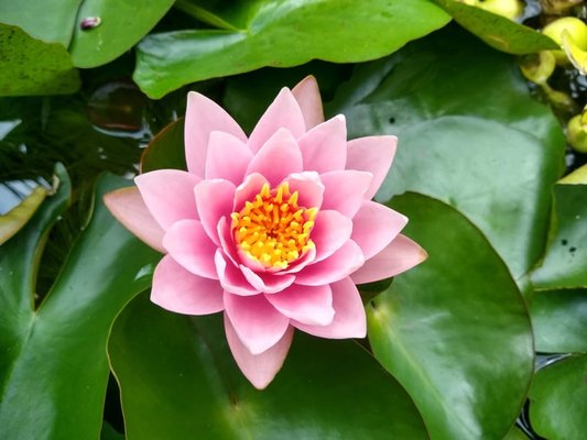 Pink Water Lily for Ponds or Mini Ponds.