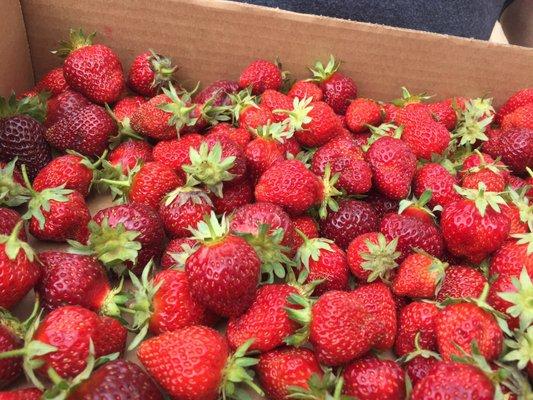 Fresh strawberries!