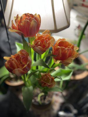 Tulips