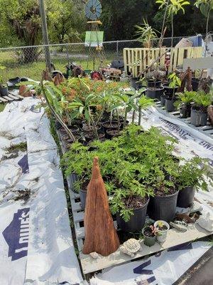 Citronella,  plumeria and firebush