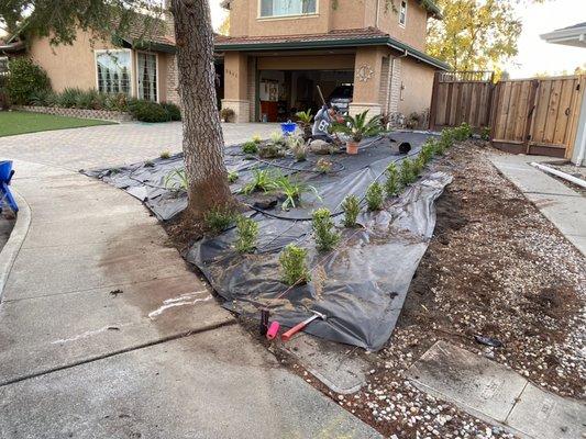 Prepping the work with plants before laying down bark.